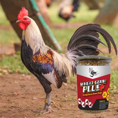 salto gamefowl feeds|Gamefowl Feeds .